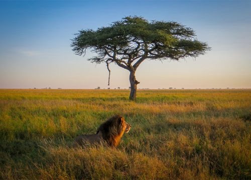 9 Days Kenya and Tanzania Safari