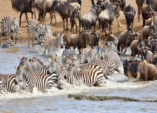 7 Days Amboseli, Naivasha and Masai Mara