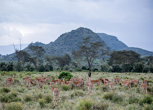 4 DAYS HONEYMOON SAFARI - FLYING