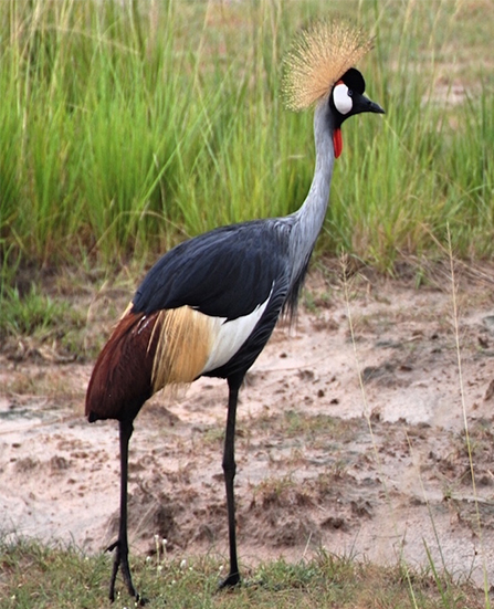 Uganda